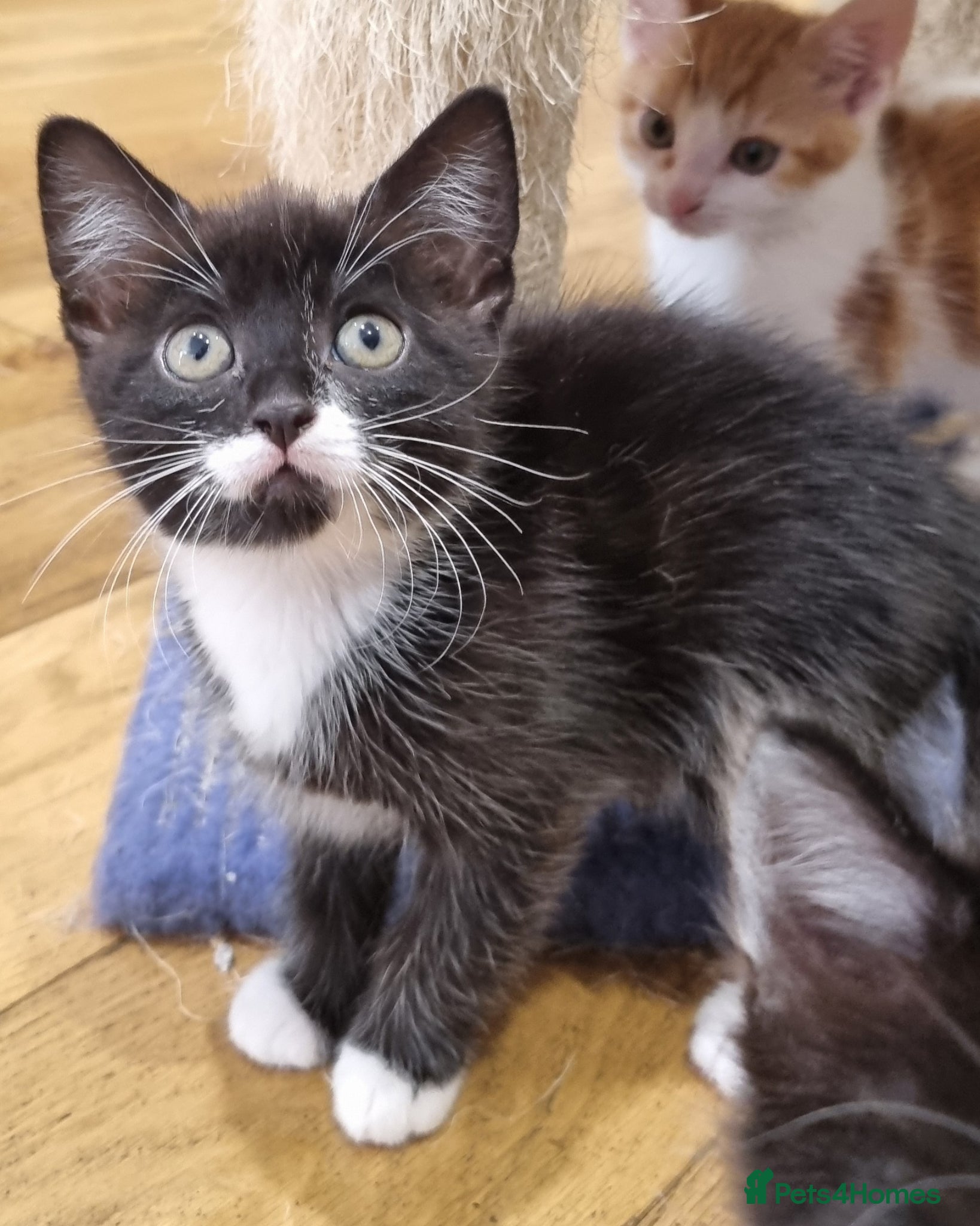 Domestic Shorthair cats 5 Gorgeous Kittens for Sale - Advert 3