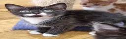 Domestic Shorthair cats for sale: 5 Gorgeous Kittens for Sale - Advert 1