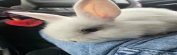 Mixed Breed rabbits for sale: 6 weeks old (25/6) Vienna and astrex gene last kit - Advert 18