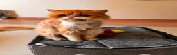 Mixed Breed cats for adoption: Cheetos - Advert 4