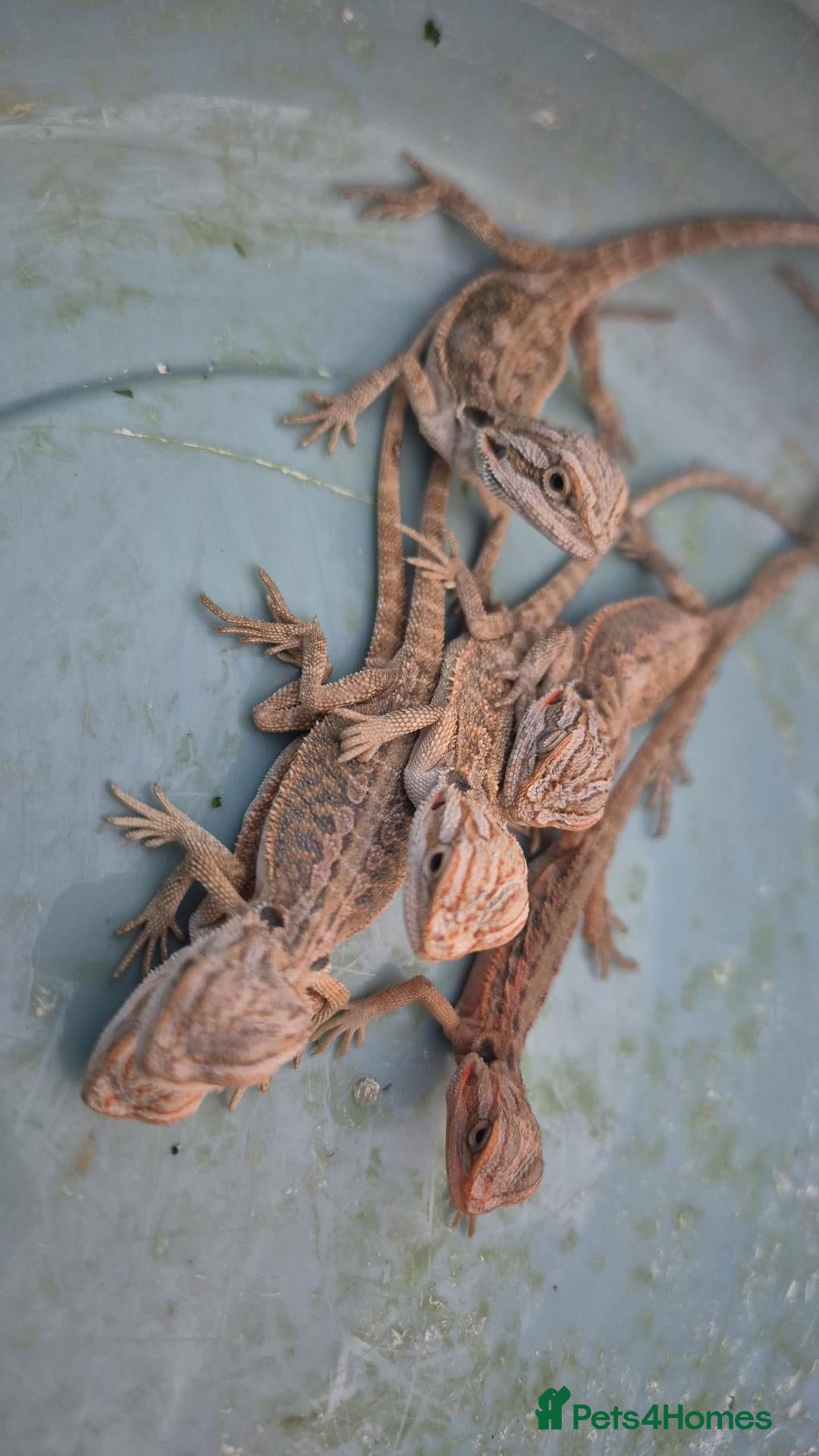 Bearded Dragon reptiles 100%Het Hypo Baby Bearded Dragons  - Advert 2
