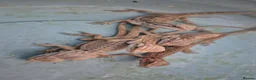 Bearded Dragon reptiles for sale: 100%Het Hypo Baby Bearded Dragons  - Advert 1