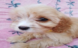 Cavapoo dogs for sale: Exceptional cavapoo puppies  - Image 12