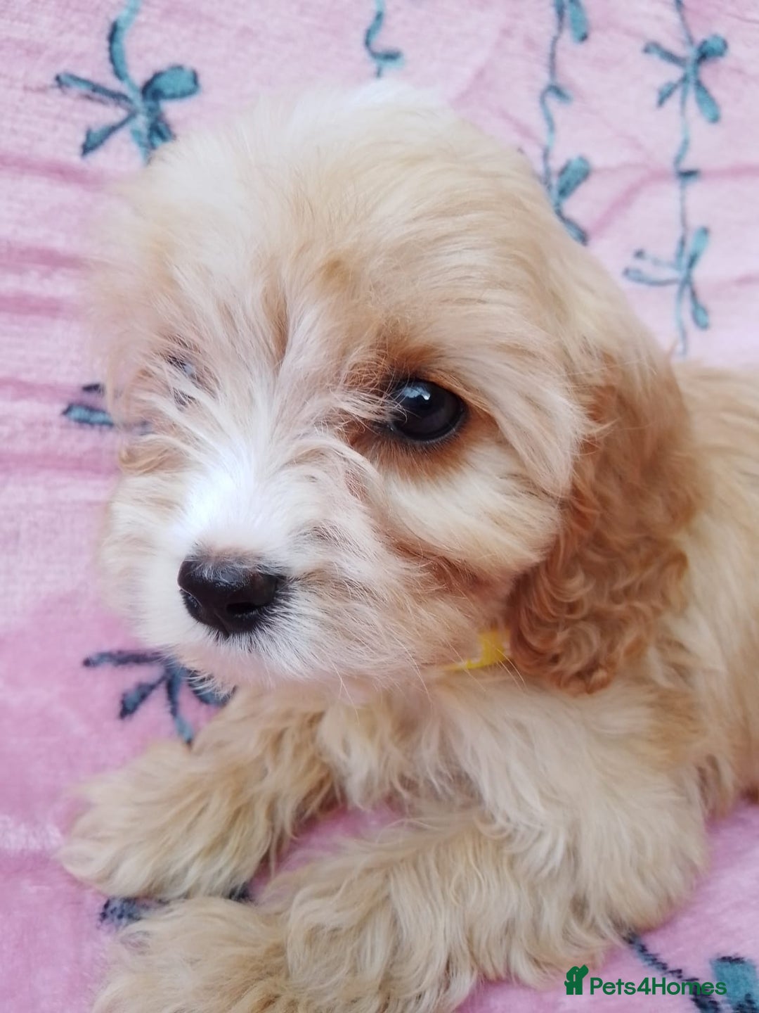 Cavapoo dogs for sale: Exceptional cavapoo puppies  - Image 12