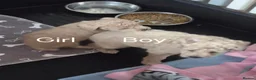 Toy Poodle dogs for sale: Toy Poodles 1 Girl & 1 Boy in Tranent - Advert 11