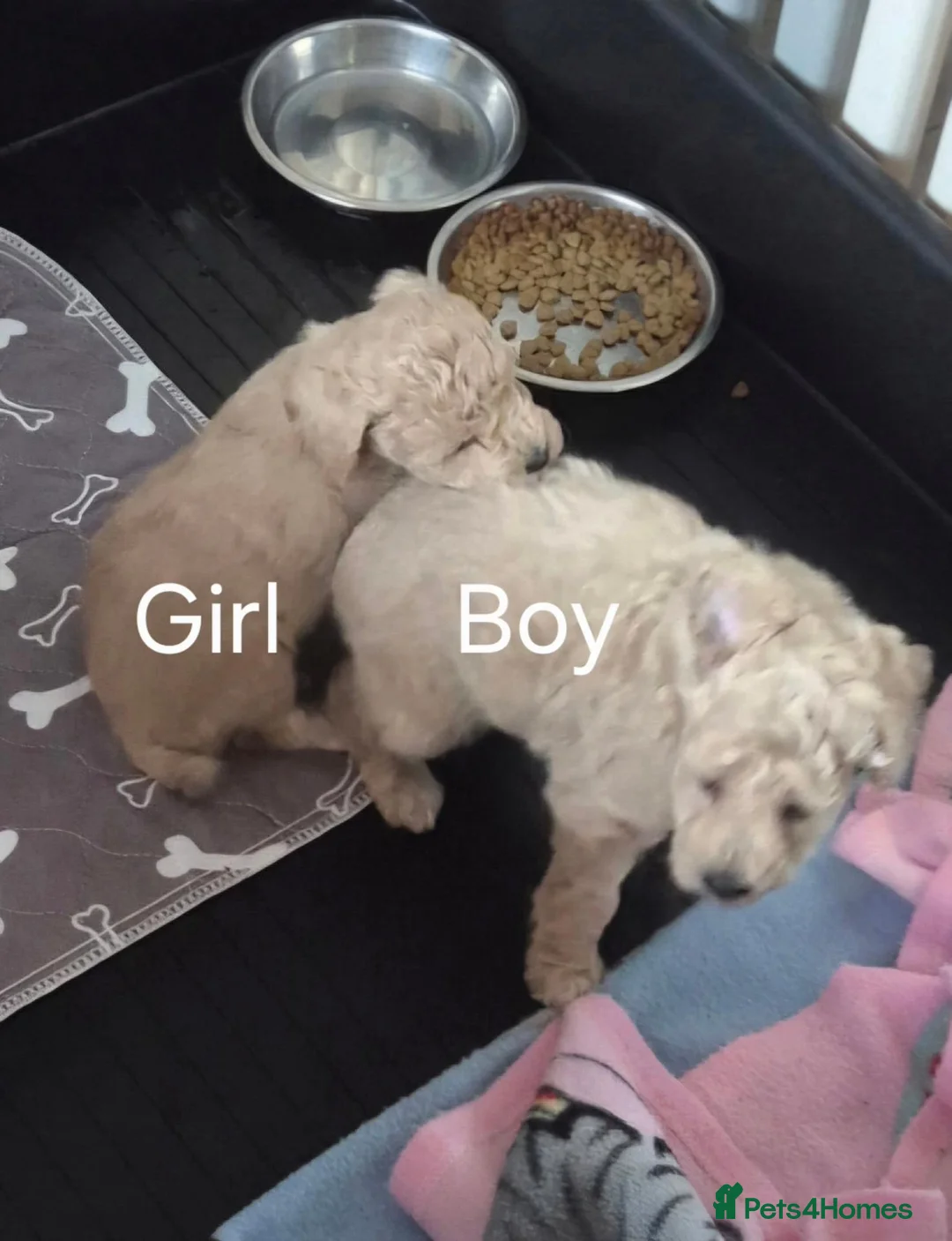 Toy Poodle dogs for sale: Toy Poodles 1 Girl & 1 Boy in Tranent - Advert 11