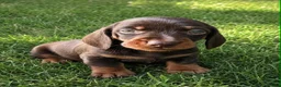 Miniature Dachshund dogs for sale: 🐾 Beautiful Dachshund Puppies ❤️ - Advert 3