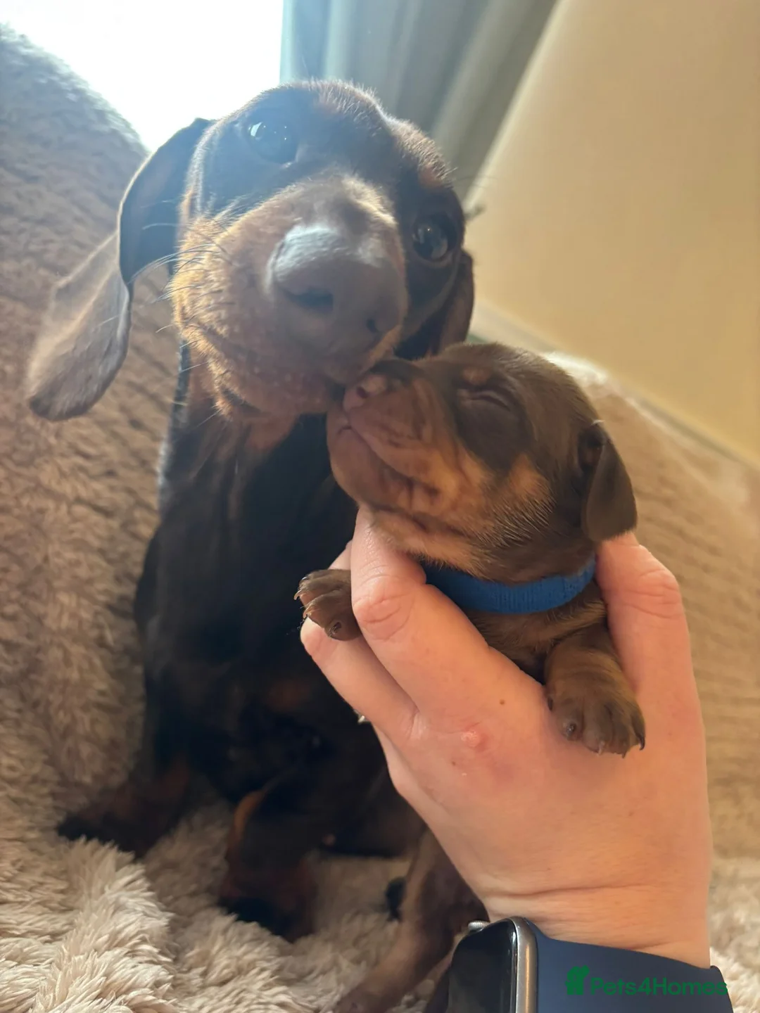 Dachshund dogs for sale: Miniature dachshund - Advert 1