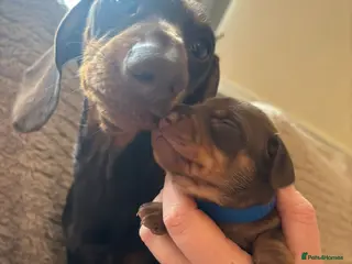 Dachshund dogs Miniature dachshund - Advert 1