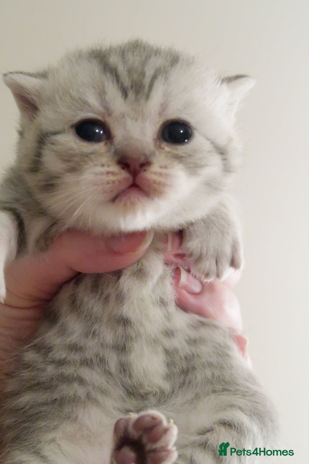 British Shorthair cats for sale: 2 left -GCCF Registered British Shorthair Kittens  - Advert 30