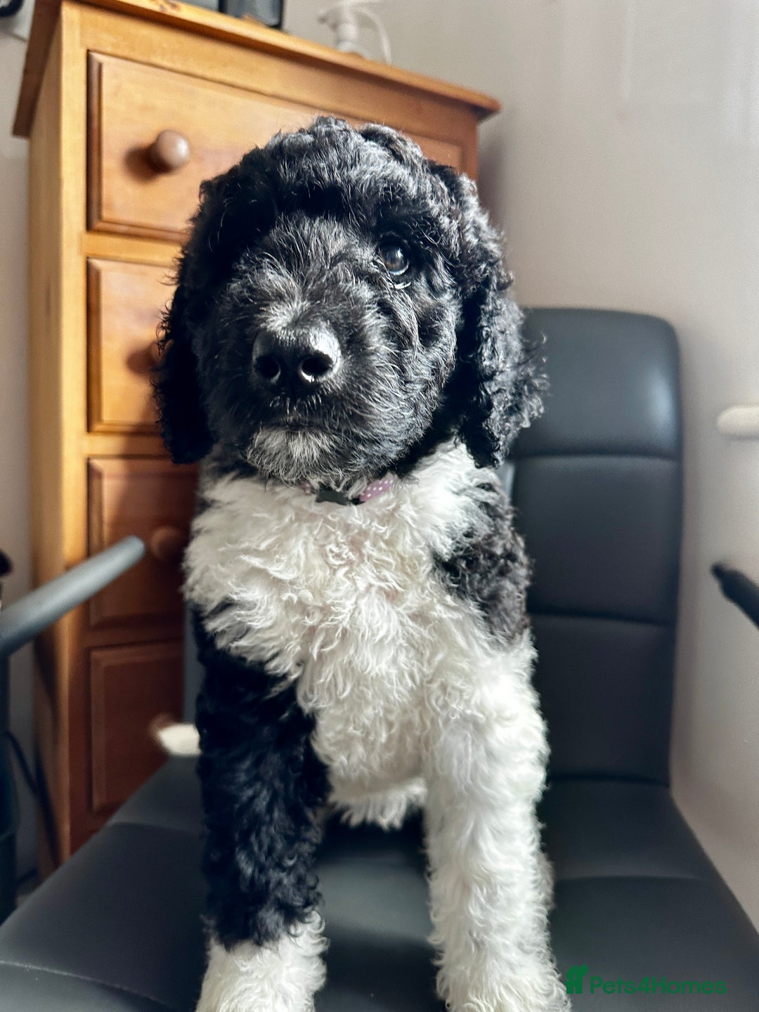 Mixed Breed dogs for sale: 🐾 St Beradoodle Puppies Health Tested Parents 🐾 in Sheerness - Image 5