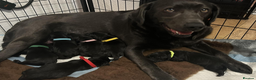 Labrador Retriever dogs for sale: One black female - Advert 3