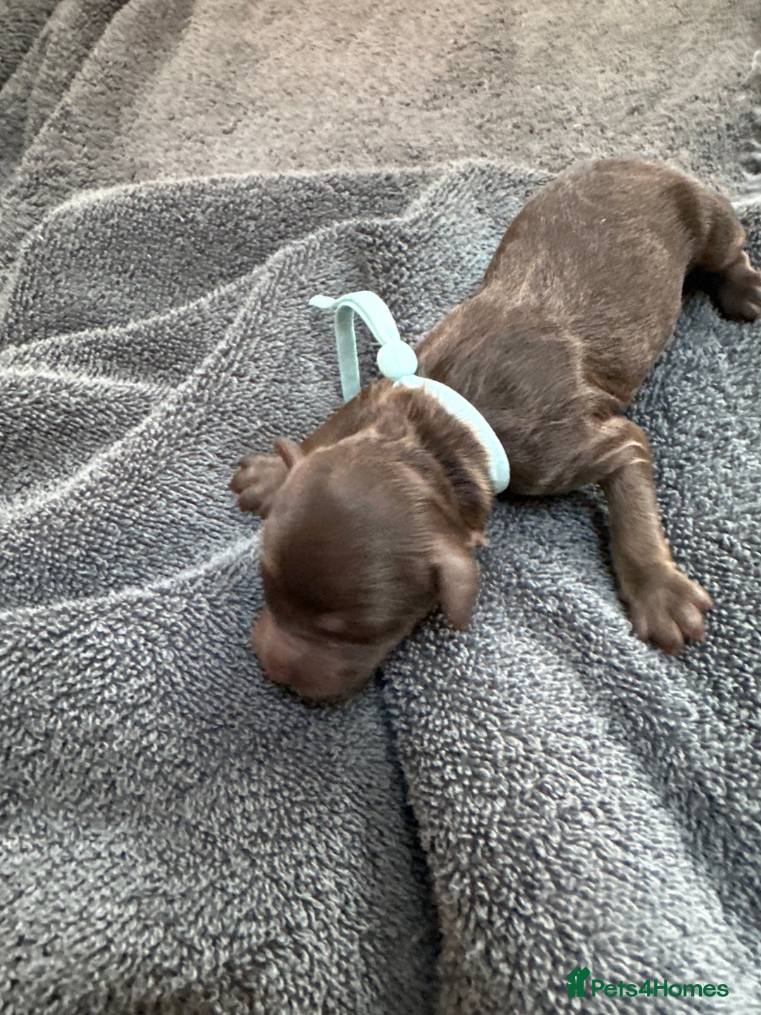 Cockapoo dogs for sale: Cockapoo - Advert 5