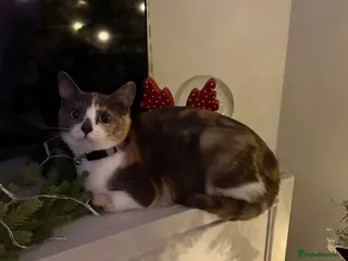 Mixed Breed cats Indoor Mixed British Short Hair Kitten - Advert 1