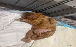 Cockapoo dogs for sale: Stunning cockapoo puppies - Advert 12