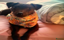 Patterdale Terrier dogs for sale: chocolate patterdale terriers  - Image 17