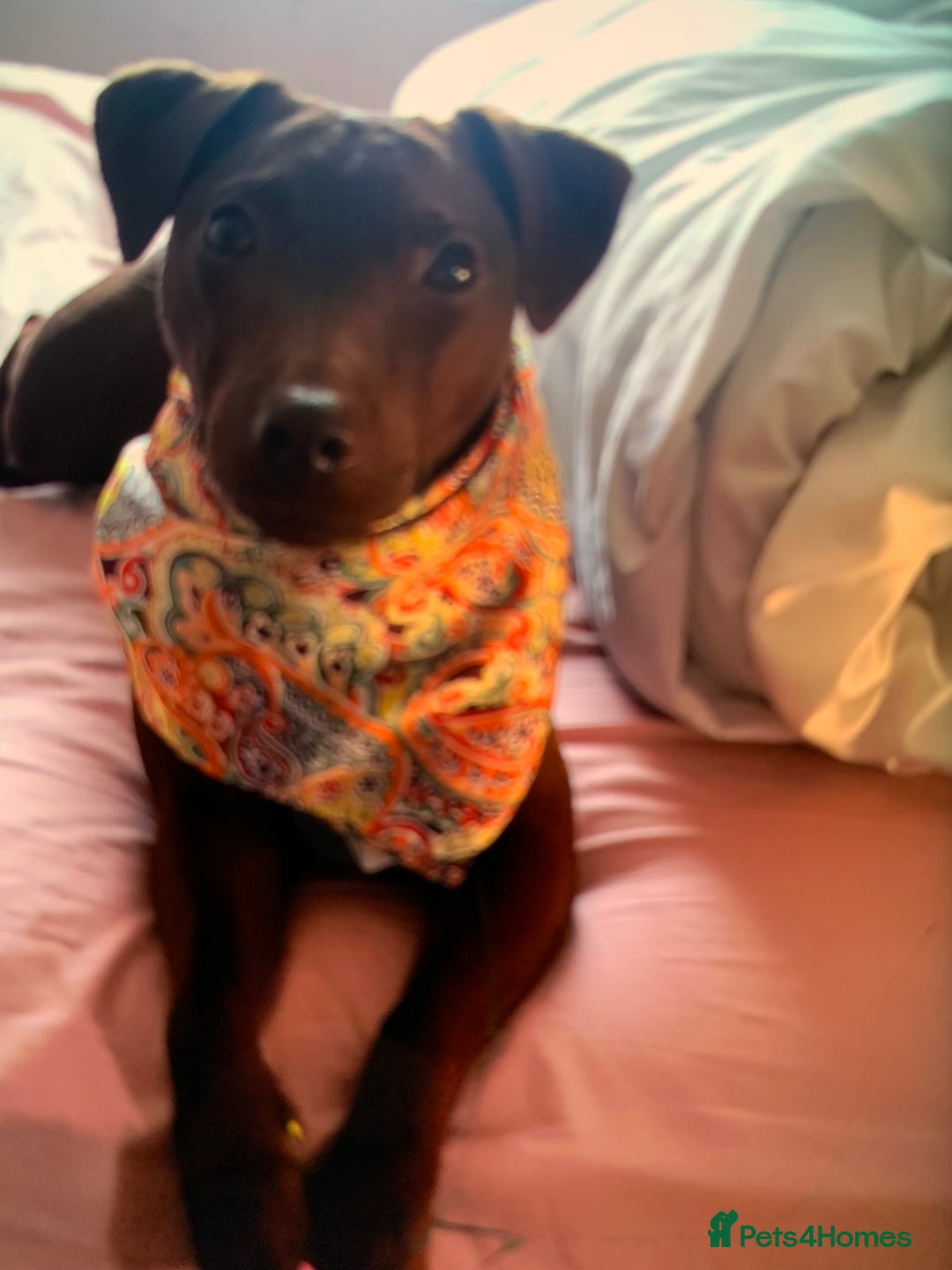 Patterdale Terrier dogs for sale: chocolate patterdale terriers  - Image 17