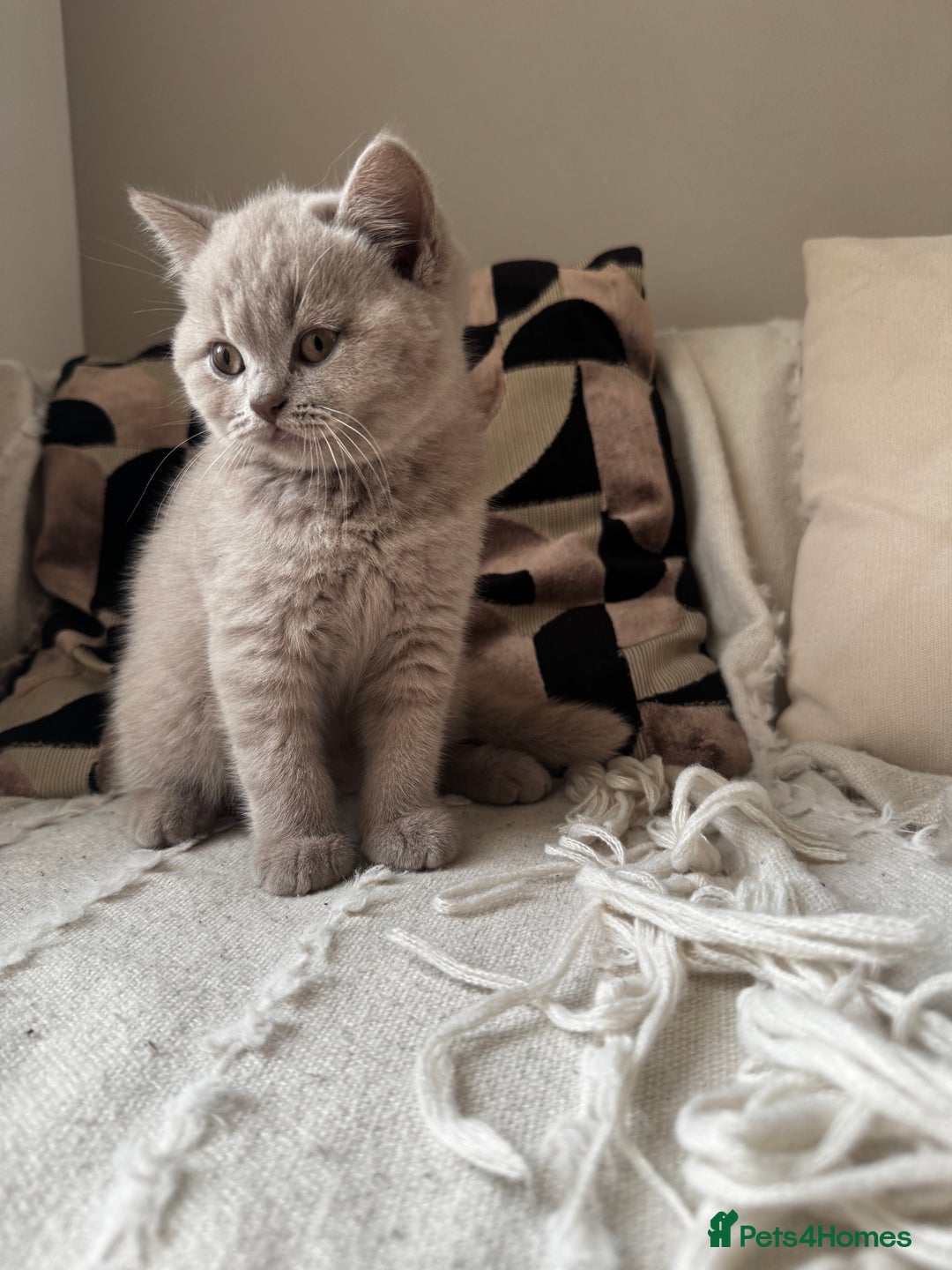 British Shorthair cats for sale: Beautiful Lilac BSH Kittens – Pedigree Parents - Advert 12