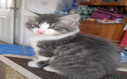 Mixed Breed cats for sale: Beautiful kittens - Image 3