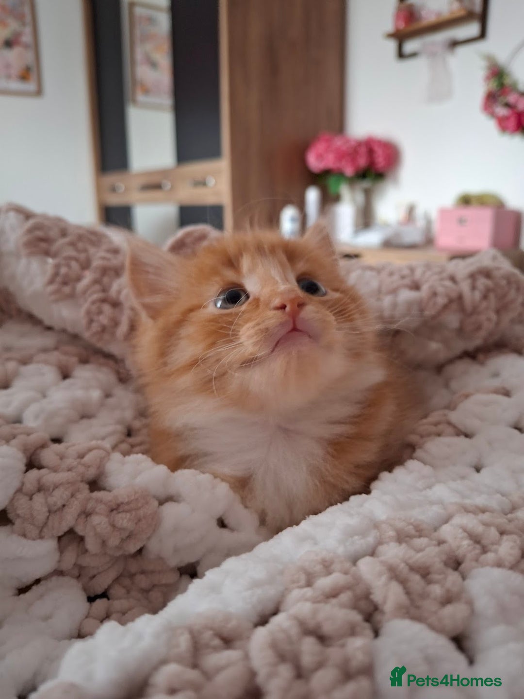Maine Coon cats for sale: Absolutely Beautiful Half Maine Coon Male Kitten - Image 6