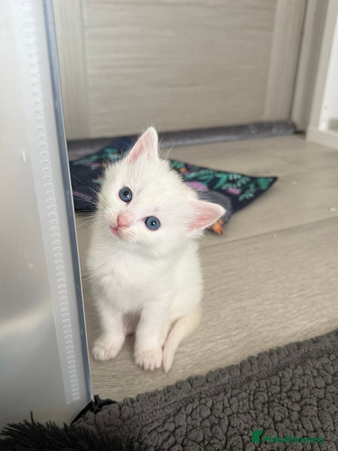 Turkish Angora cats for sale: Cute Turkish Angora x British Shorthair Kittens - Advert 24