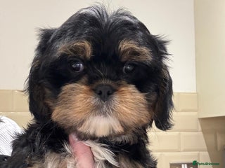 Cava Tzu dogs ** READY NOW ** CAVATZU CAVASHI BOYS - Advert 2