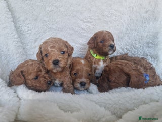 Cavapoo dogs Health tested stunning cavapoos - Advert 3