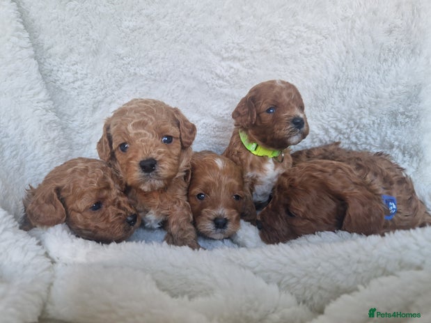 Cavapoo dogs Health tested stunning cavapoos - Advert 11