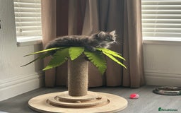 Mixed Breed cats for sale: female kitten, 10 weeks - Image 2