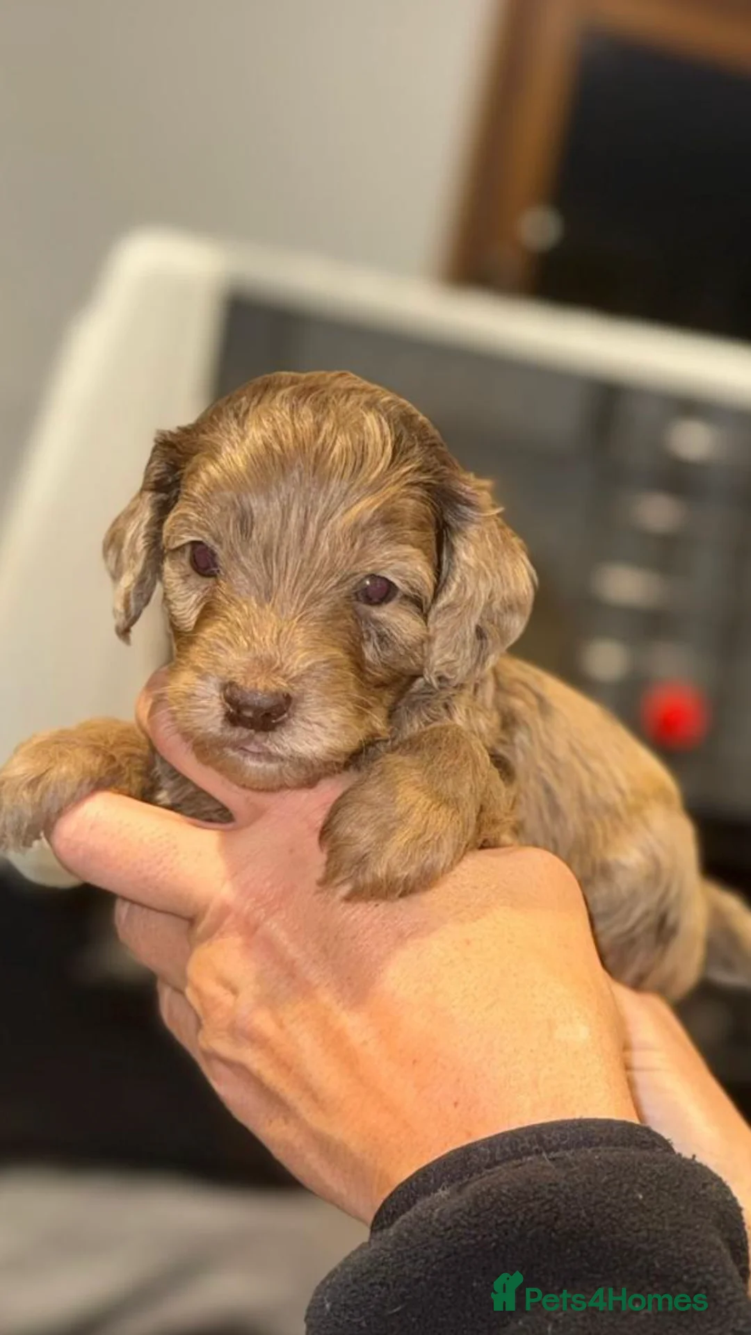 Cockapoo dogs for sale: F1 Cockapoo’s - Advert 4