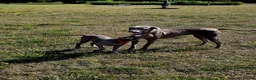Weimaraner dogs for sale: Female Weimaraner for sale - Advert 3