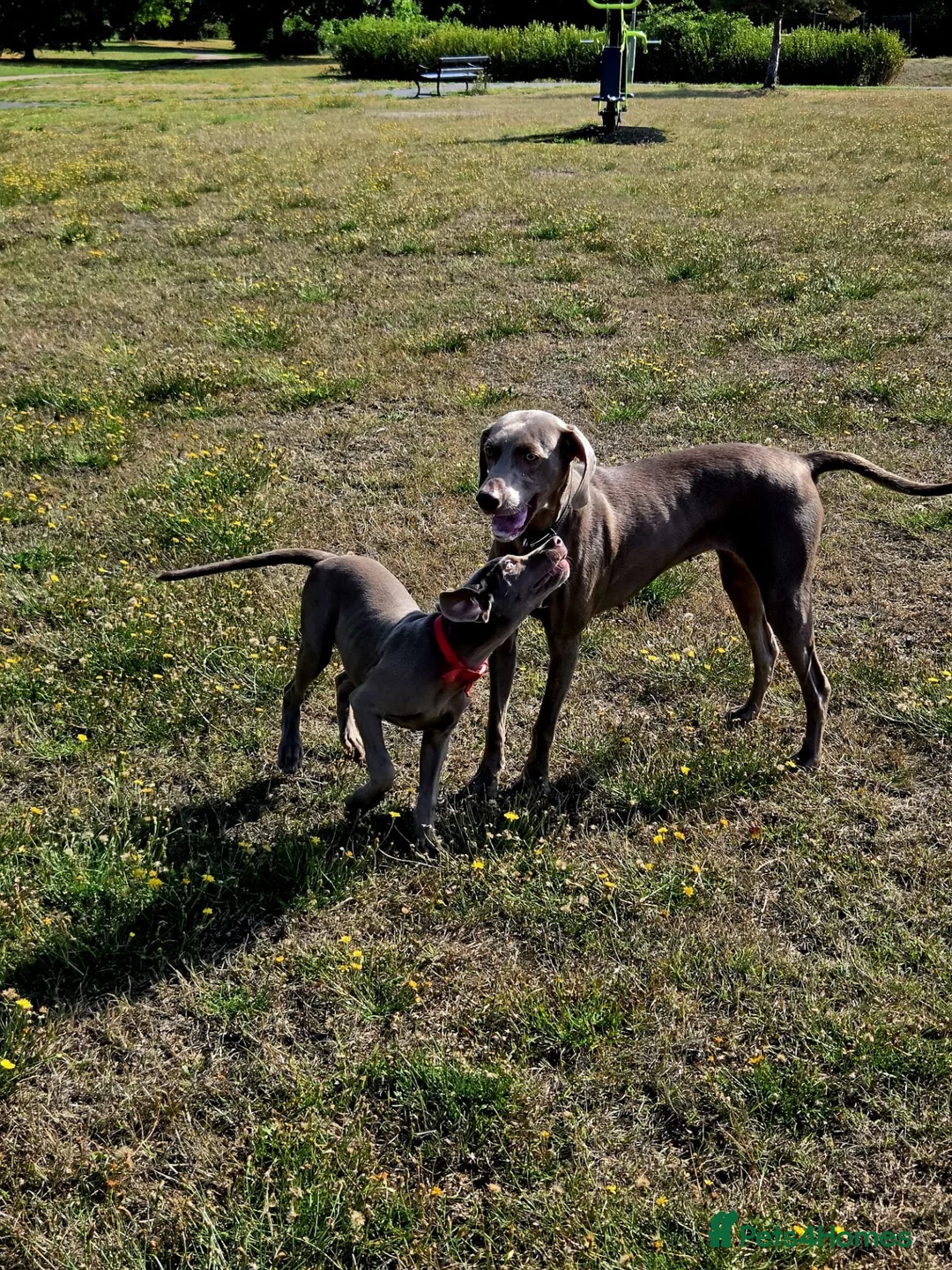 Weimaraner dogs for sale: Female Weimaraner for sale - Advert 3