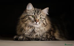 Siberian cats for sale: Exceptional Siberian Kittens - Waiting List Open - Image 14