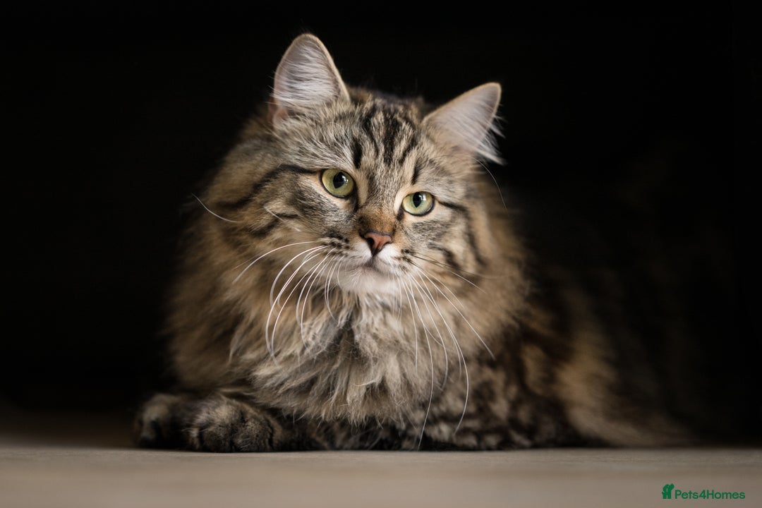 Siberian cats for sale: Exceptional Siberian Kittens - Waiting List Open - Image 14