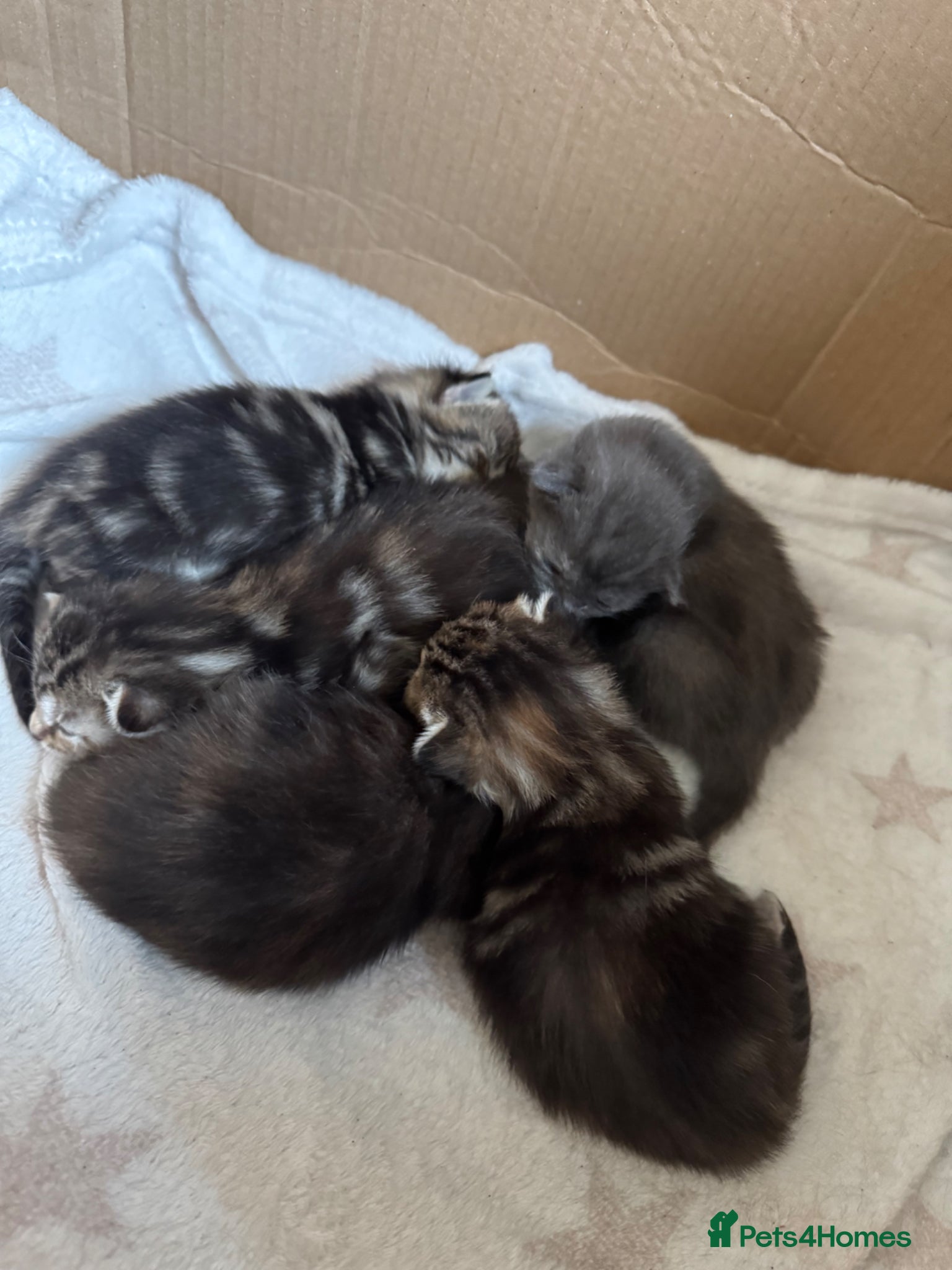 British Shorthair cats Beautiful kittens for sale  - Advert 1
