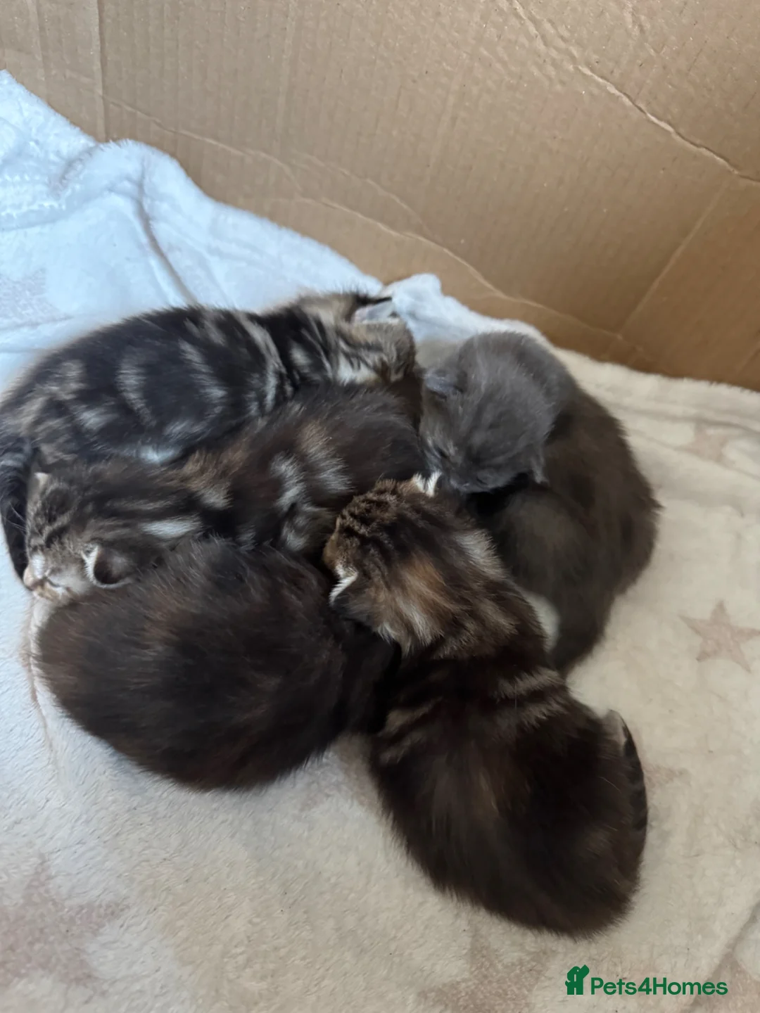 British Shorthair cats for sale: Beautiful kittens for sale  in Yeovil - Advert 1