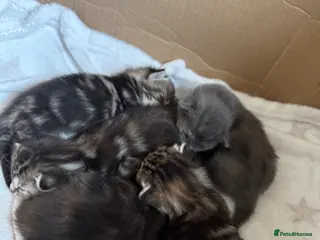 British Shorthair cats Beautiful kittens for sale - Advert 1