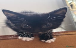 Mixed Breed cats for sale: 3x tuxedo 1x all black kittens - Image 21