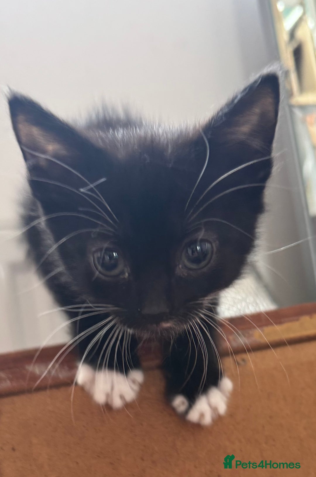 Mixed Breed cats for sale: 3x tuxedo 1x all black kittens - Image 21