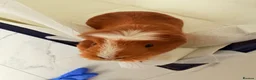 Guinea Pig rodents for sale: Guinea pig - Advert 3
