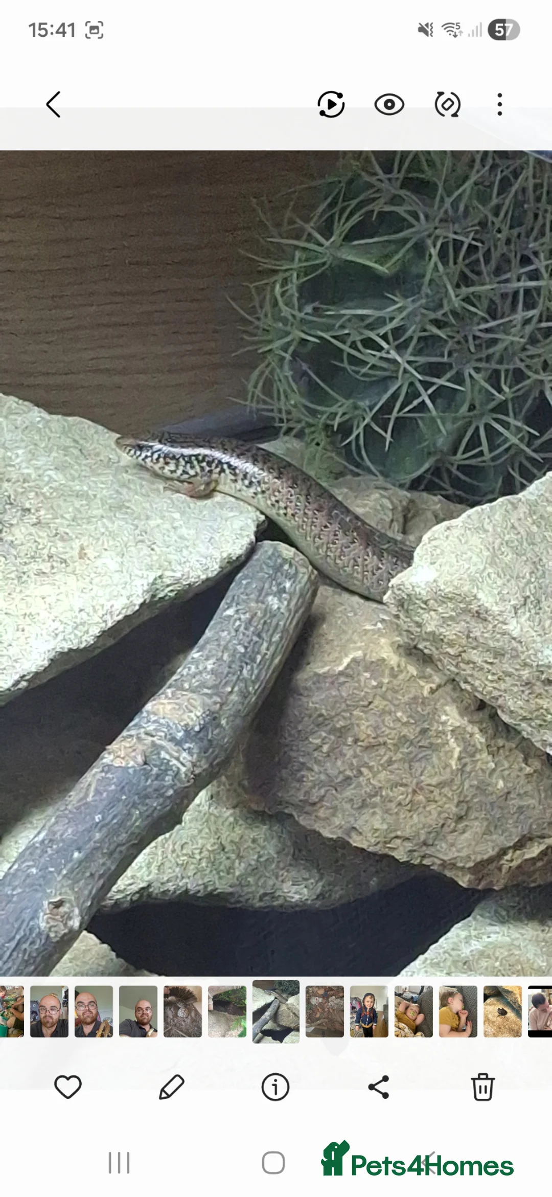 Skink reptiles for sale: Breeding trio Ocellated Skink - Advert 1