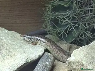 Skink reptiles Breeding trio Ocellated Skink - Advert 1