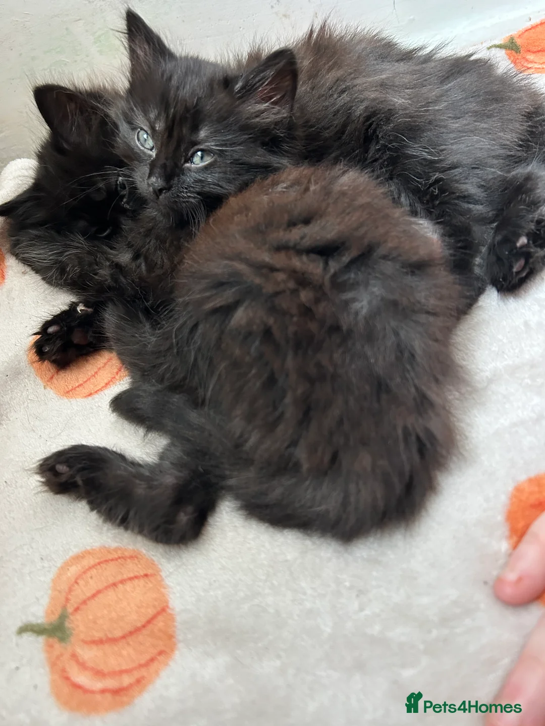 Mixed Breed cats for sale: Two little bundles of joy. - Advert 3