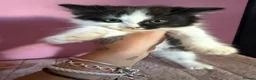 Mixed Breed cats for sale: Beautiful 9 week old kittens  - Advert 7