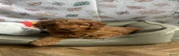 Cockapoo dogs for sale: HEALTH TESTED COCKAPOOS - Advert 7