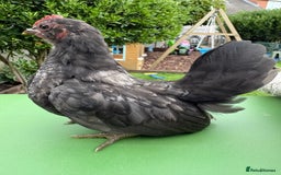 Chickens poultry for sale: Serama chickens for sale  - Image 8