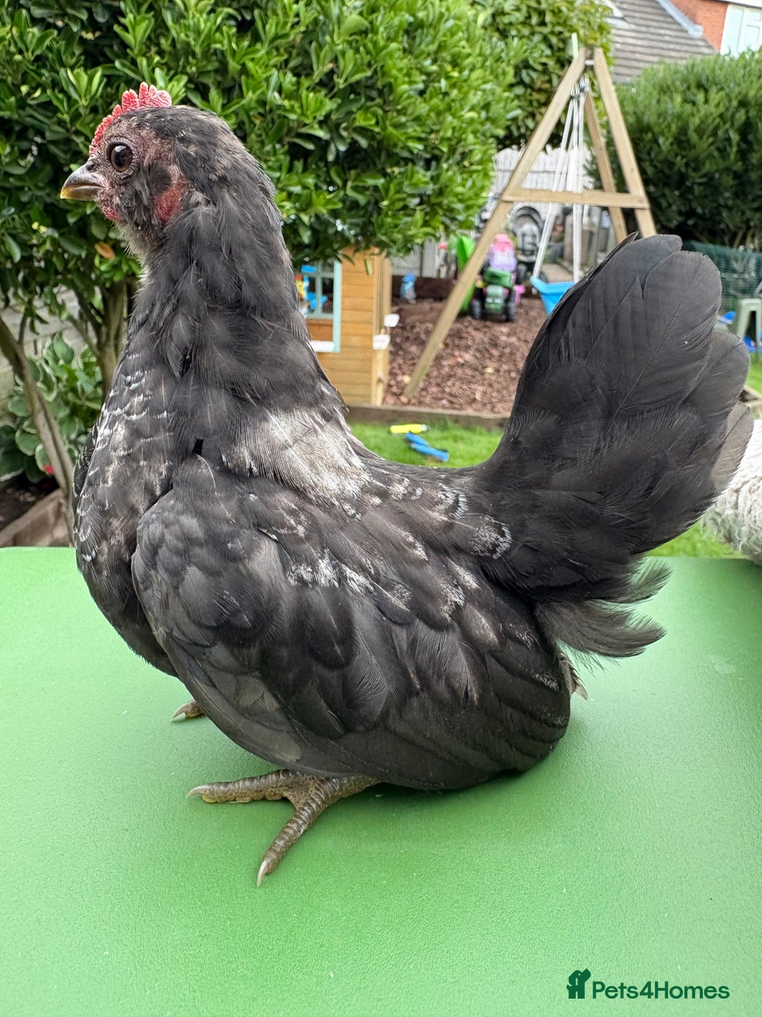 Chickens poultry for sale: Serama chickens for sale  - Image 8