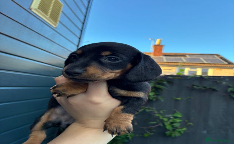 Miniature Dachshund dogs - Advert 3