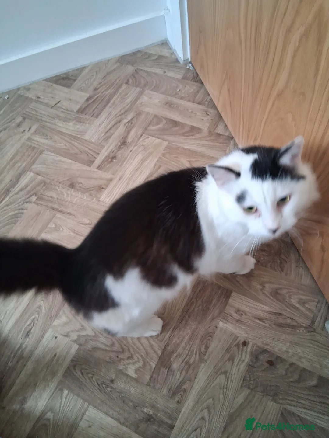 Mixed Breed cats for sale: 1 Yr old Bob - Advert 4