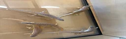 Skink reptiles for sale: Pair blue tongue and group Berber skinks  - Advert 4